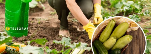 Как нельзя поливать кабачки на огороде