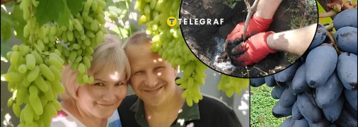 Як правильно виростити виноград