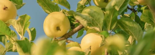 Придерживайтесь такого ухода – и сад порадует вас урожаем