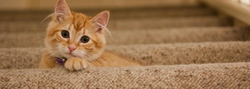 Створіть для вашого кота світ, сповнений пригод