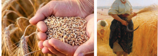 Що означала праця на панщині