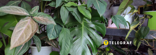 Квартирные джунгли