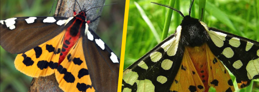 Велика ведмедиця