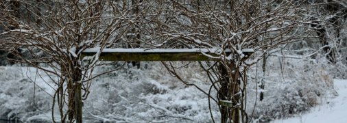 Глициния в декабре