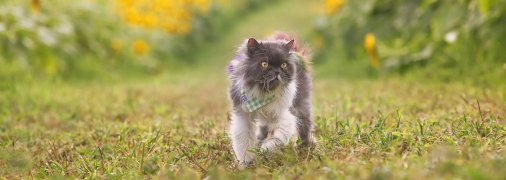 Персидский кот