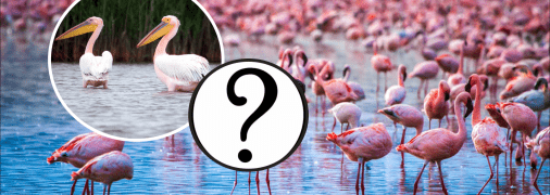 Пеликаны и фламинго