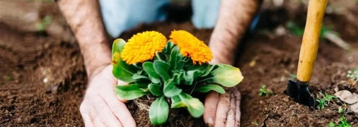 Аспірин сприяє покращенню здоров’я квітів