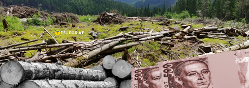Три схемы того, как на украинском лесе "рубят" огромные деньги. Действительно ли государство бессильно?
