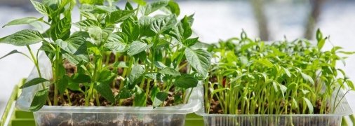 Простий і бюджетний спосіб виростити шикарний врожай