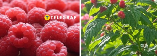 У травні кущі малини потрібно удобрити, щоб потім зібрати щедрий урожай