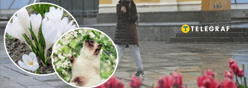 Квіти, кіт та дощ