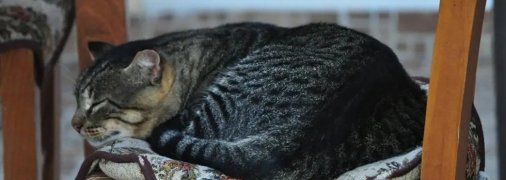 Фото: pixabay.com