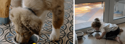 Дитина напилася з собачої миски