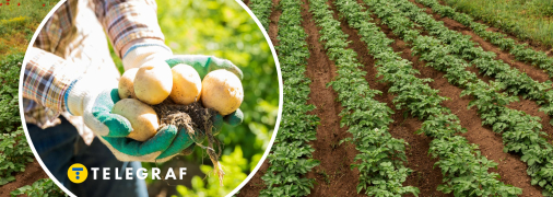 Дізнайтеся ідеальний час для посадки картоплі