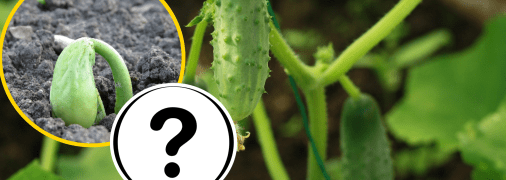 Огурцы, рассада