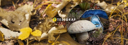 Гиропор синеющий – редкий вид, растущий в Украине