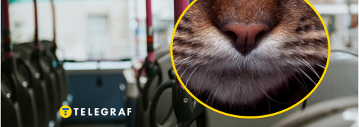 Пасажирів маршрутки у Львові потішив "кондуктор"