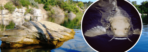 Рибалки розповідають про 100-килограмових сомів