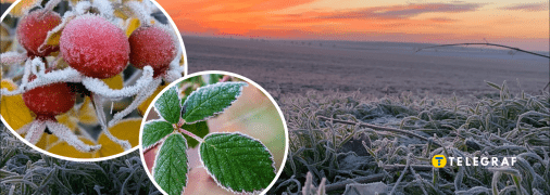 Заморозки