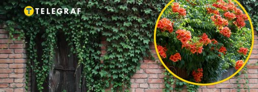 Как выглядит кампсис