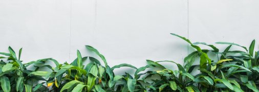 Деякі рослини процвітають у тіні