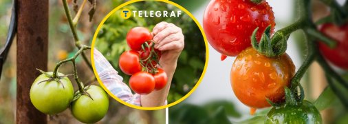 Є спосіб змусити помідори червонішати швидше