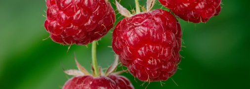 Малина нуждается в правильном уходе (изображение создано с помощью ИИ)