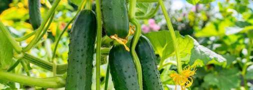 Огурцы нуждаются в правильном уходе (изображение создано с помощью ИИ)