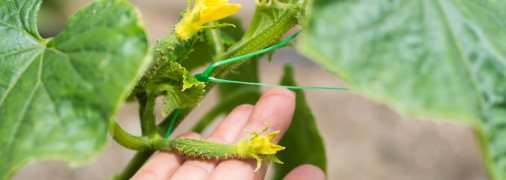Удобрення огірків цим засобом урятує ваш урожай