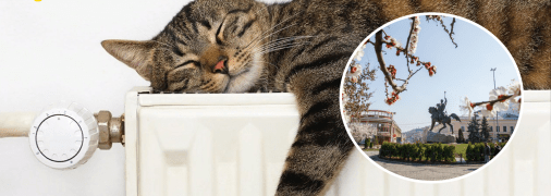 Кіт на батареї та весна