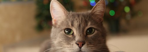 Кіт, новорічна ялинка