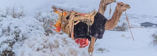 Одногорбые верблюды покрыты снегом в Сахаре. 2022 год