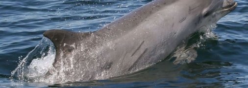 Дельфины оказались способны к обмену знаниями