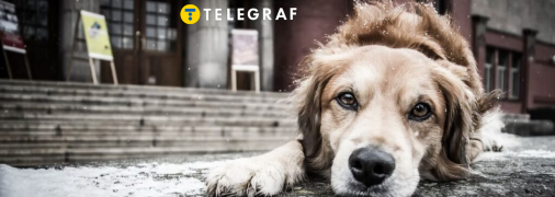 Бездомные собаки