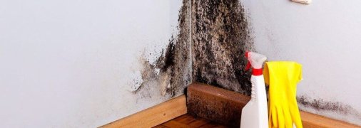 Черная плесень