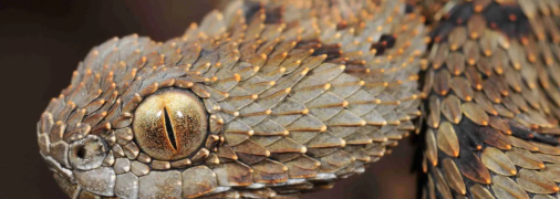 Один з найдених нових та унікальних видів тварин