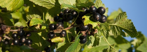 Чорна смородина восени відновлюється після врожаю