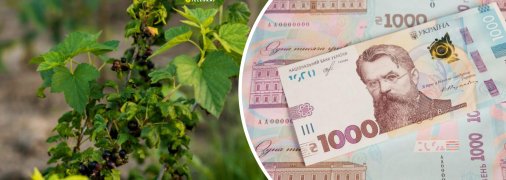 Продаж смородини