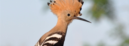 Одуд примітний яскравою зовнішністю