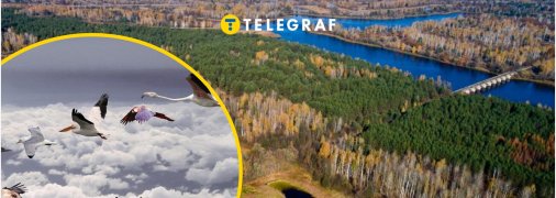 Де гніздиться чорний лелека