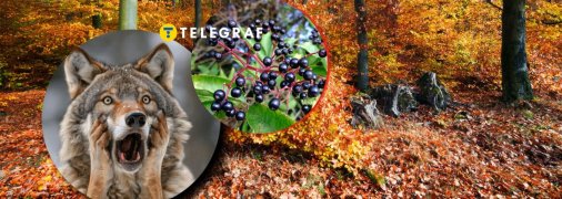 Бирючина звичайна часто зустрічається в Україні