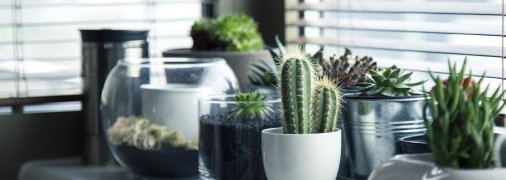 Бороться с конденсатом помогут особые растения