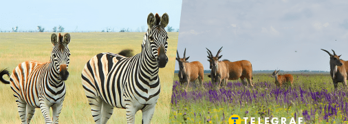 "Аскания-Нова" в Херсонской области