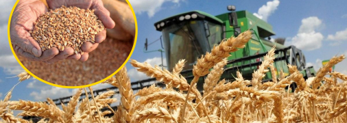 Какая ситуация со сбором урожая в 2025 году