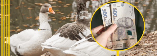 Померанські гуси