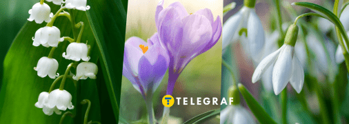 Весенние цветы