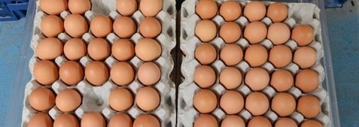 Куриные яйца в стране продолжают дорожать