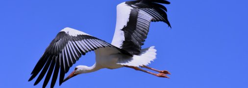 Лелеки щороку відлітають у теплі краї