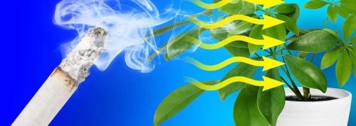 Запах сигарет может надолго оставаться на стенах