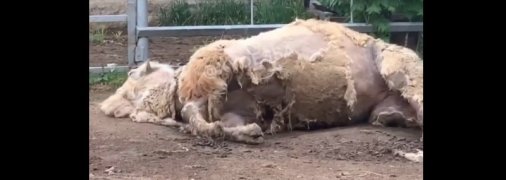 Может он уже мертвый? Сеть поразило видео с верблюдом из Одесского зоопарка